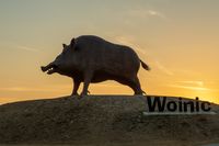 Grootste everzwijn ter wereld, Woinic FR