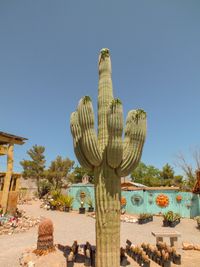 Cactus Joe, Las Vegas