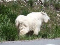 Mountain Goat near Dry Gulch - Alpine, WY