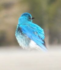Bleu Bird