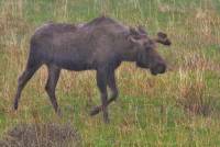 Moose in de regen