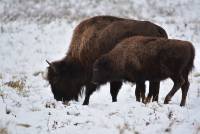 Bisons - Elk N.P. - Edmonton