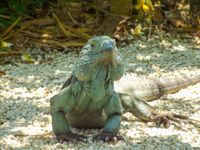 Blue iguana - Queen Elizabeth II Botanical Park